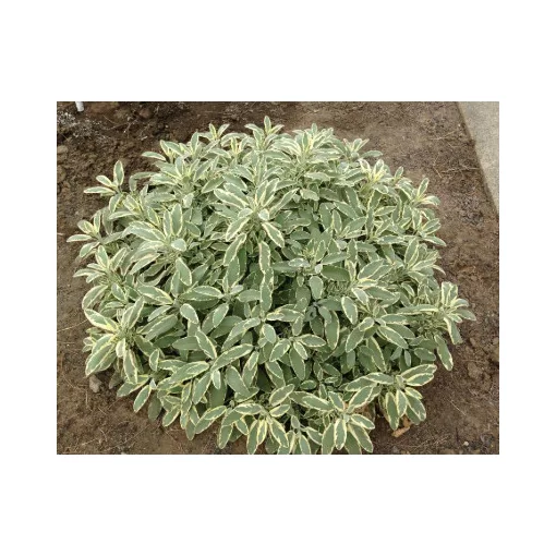 Salvia officinalis Berggarten Variegated - Orvosi zsálya