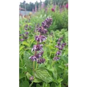 Salvia verticillata Hannays Blue  - Lózsálya