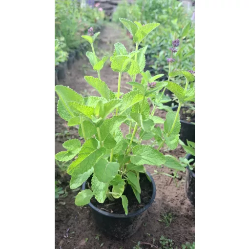 Salvia verticillata Hannays Blue  - Lózsálya