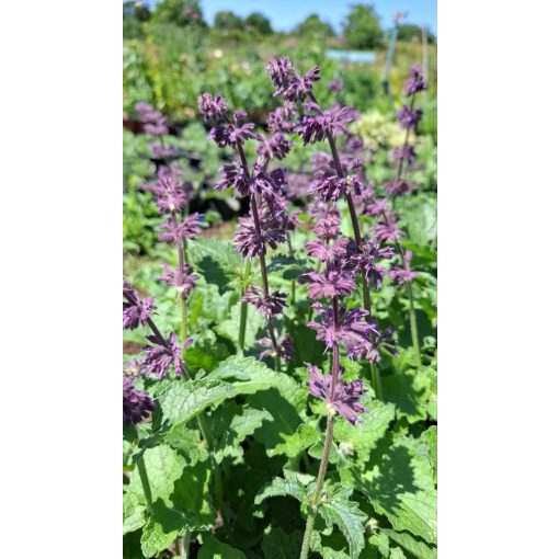 Salvia verticlata Purple Rain - Lózsálya