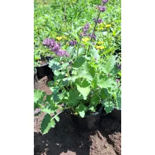 Salvia verticlata Purple Rain - Lózsálya