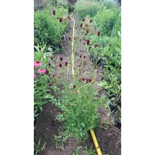Sanguisorba officinalis Tanna - Vérfű