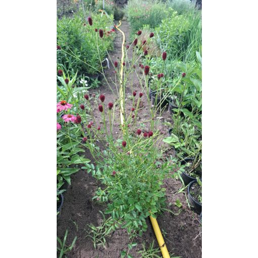 Sanguisorba officinalis Tanna - Vérfű