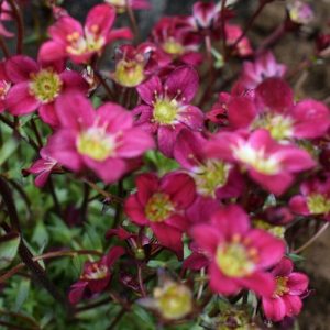 Saxifraga arendsii Pixie Pan Red - Kőtörőfű