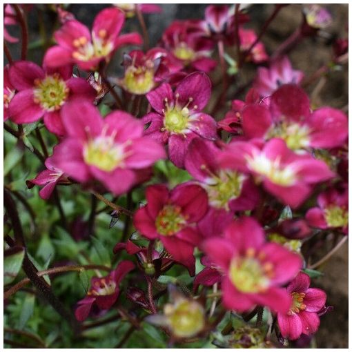 Saxifraga arendsii Pixie Pan Red - Kőtörőfű