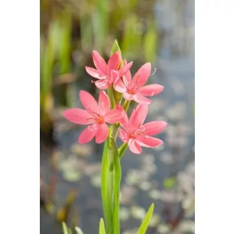 Kafferliliom (Schizostylis)