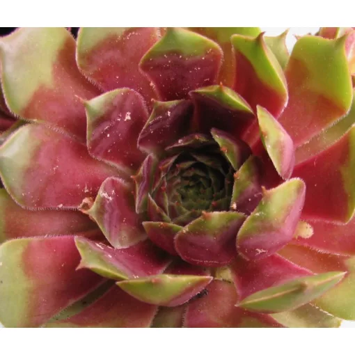 Sempervivum Voodoo - Kövirózsa