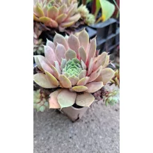 Sempervivum Othello - Kövirózsa