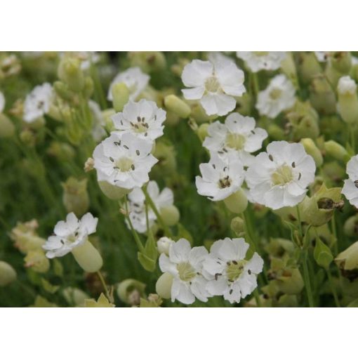 Silene maritima Weisskehlchen - Habszegfű