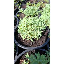 Silene maritima Weisskehlchen - Habszegfű