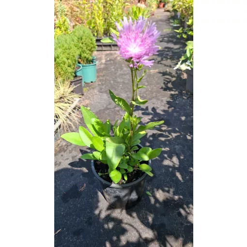 Stokesia laevis Blue Star - Olajbóbita