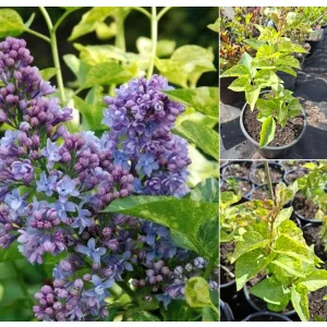 Syringa vulgaris Aucubaefolia - Tarka levelű orgona