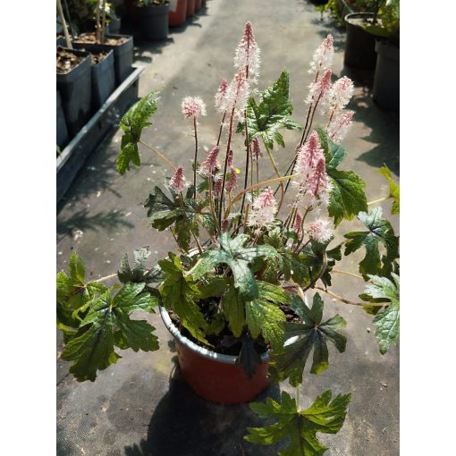 Tiarella Pink Skyrocket - Turbántok