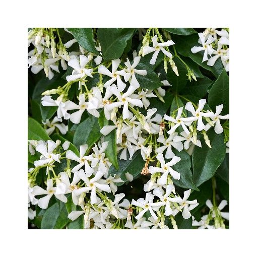 Trachelospermum jasminoides - Csillagjázmin