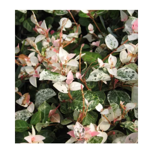 Trachelospermum asiaticum Tricolor - Tarka levelű japán csillagjázmin