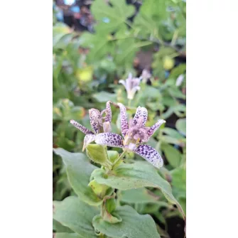 Borzas púpliliom (Tricyrtis)