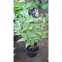 Tricyrtis hirta - Borzas púpliliom