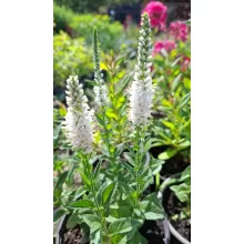 Veronica spicata Alba - Macskafarkú veronika