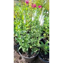 Veronica spicata Alba - Macskafarkú veronika
