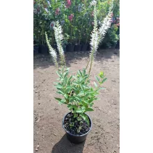 Veronicastrum virginicum Diana - Virginiai veronika