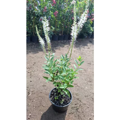 Veronicastrum virginicum Diana - Virginiai veronika