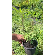 Vitex agnus-castus - Barátcserje