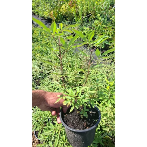 Vitex agnus-castus - Barátcserje
