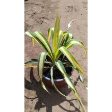 Yucca filamentosa Color Guard - Kerti pálmaliliom