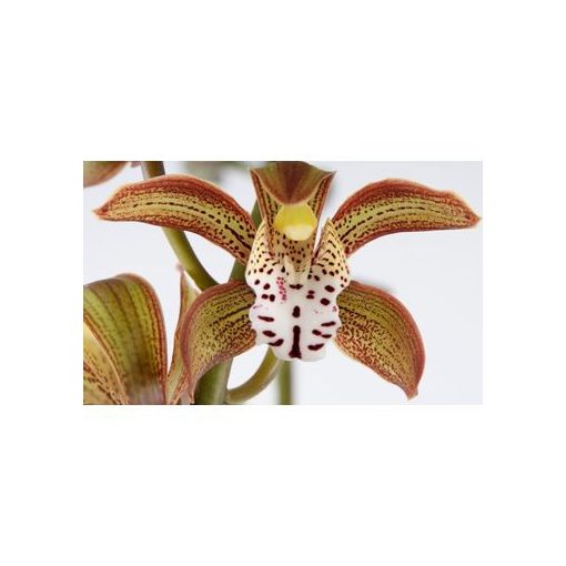 Cymbidium Cuba Libre (2 ág) - Csónakorchidea