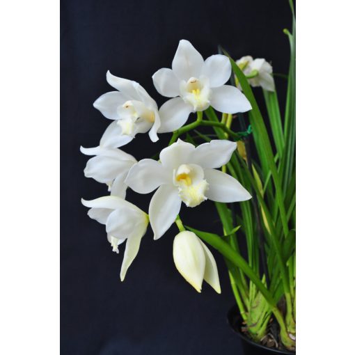 Cymbidium Snow White (3-4 ág) - Csónakorchidea