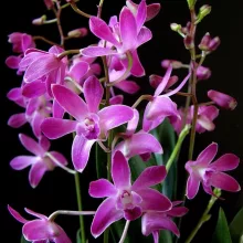 Dendrobium Berry Oda (6+ ág)