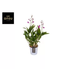 Dendrobium Berry Oda (6+ ág)