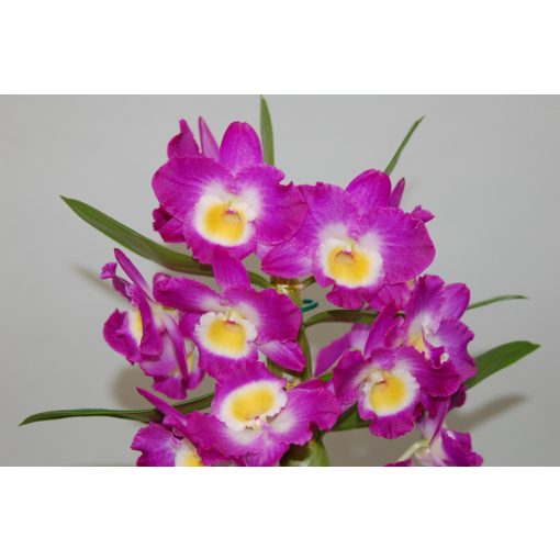 Dendrobium nobile Akatsuki (1 ág)