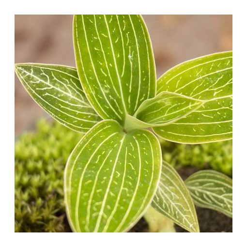 Ludisia discolor Jade - Ékszerorchidea