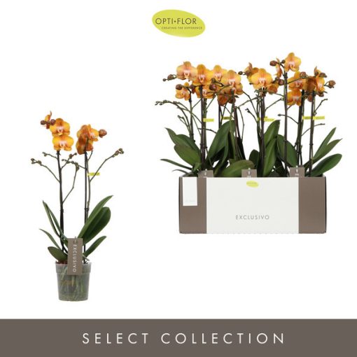 Phalaenopsis Las Vegas (2 ág) - Lepkeorchidea