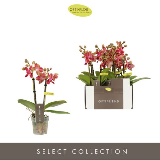 Phalaenopsis mini Kyra (2 ág) - Lepkeorchidea