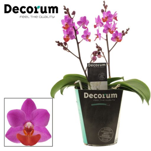 Phalaenopsis Table Mystery (2 ág) - Lepkeorchidea