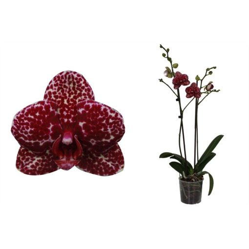 Phalaenopsis Wildcat (2 ág) - Lepkeorchidea
