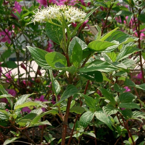 Cornus alba Sibirica - Vörös vesszejű fehér som