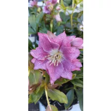Helleborus orientalis Double Ellen Hybrid - Hunyor