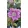Helleborus orientalis Double Ellen Hybrid - Hunyor