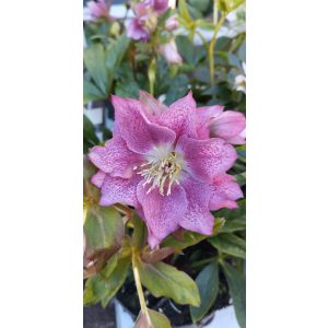 Helleborus orientalis Double Ellen Hybrid - Hunyor