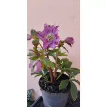 Helleborus orientalis Double Ellen Hybrid - Hunyor