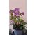 Helleborus orientalis Double Ellen Hybrid - Hunyor