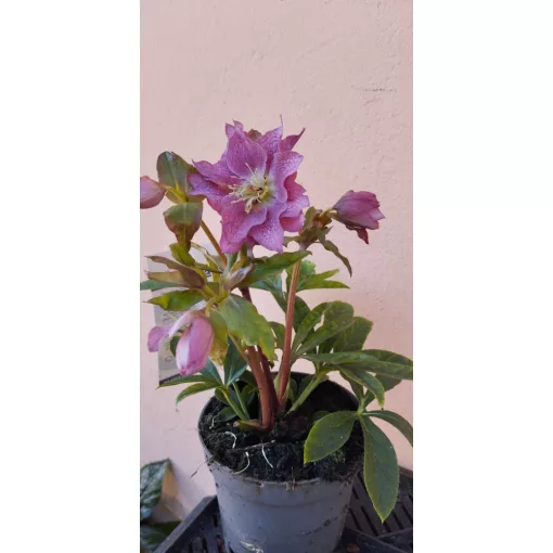 Helleborus orientalis Double Ellen Hybrid - Hunyor
