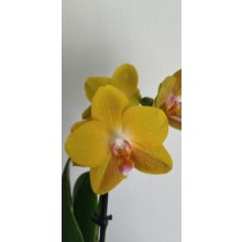Phalaenopsis Sentido - Lepkeorchidea (illatos)