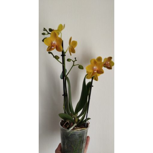 Phalaenopsis Sentido - Lepkeorchidea (illatos)