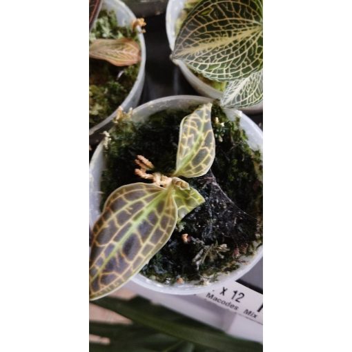 Macodes sp. 2  - Ékszerorchidea