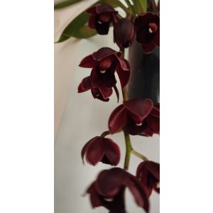 Cymbidium cascade sp. 1 - Csüngő cymbidium