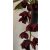Cymbidium